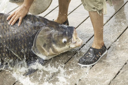 Fisherman caught a Siamese giant carp fish.の写真素材