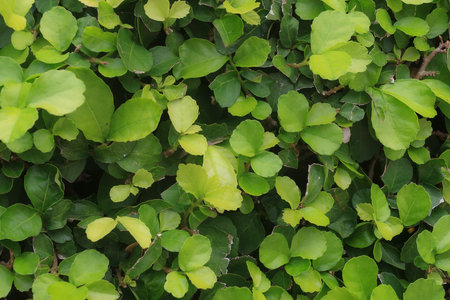 Green Leaves natural Wall Background Texture.の写真素材