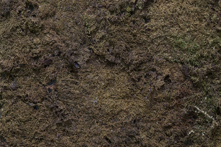 Closeup green mos texture on the tree.の写真素材