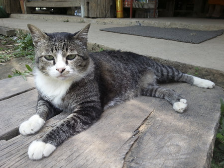 Cat resting on a wooden plankの写真素材
