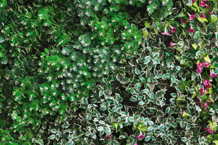 green leaves and colorful flowers background.の写真素材