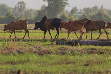 Shallow of Focus to Cows.の写真素材
