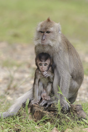 Monkey mother with son. - (Selective focus)の写真素材