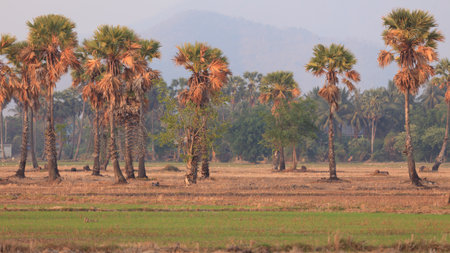 Toddy or Sugar Palm in field.の写真素材