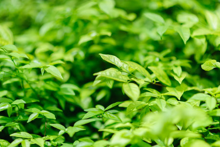 Green Leafs blowing in the wind motion blur.