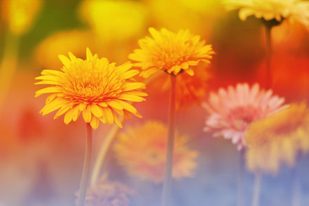 Art of Orange Flower blowing in the wind motion blur at the garden.の写真素材