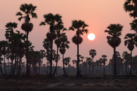 Depth of field silhouette Toddy or Sugar Palm tree at field in the morning.の写真素材