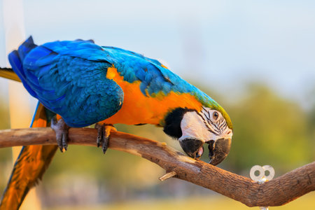 The Beautiful Macaw parrot.