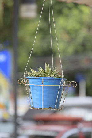 Hanging basket of flowers.の写真素材