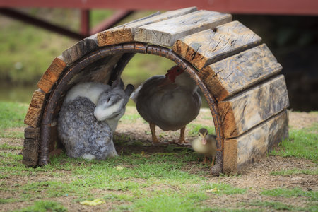 rabbit and ducks are friend on a field.の写真素材