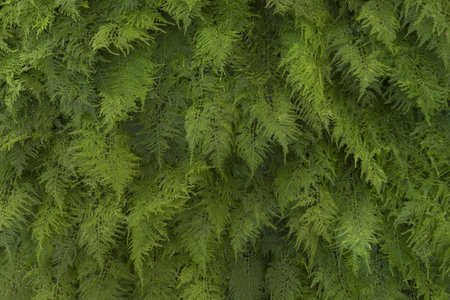 Fern green leaves wall background or backdrop.