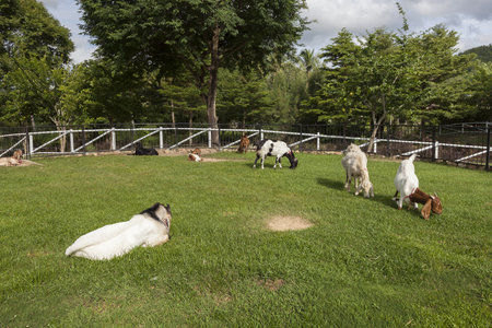 Goat in the paddock farm.の写真素材