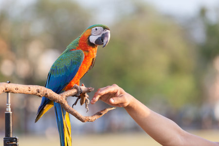 The Beautiful Macaw parrot.の写真素材