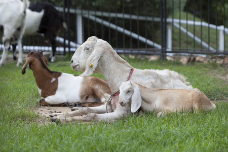 Goat in the paddock farm.の写真素材