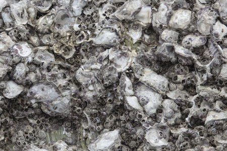 Close-up to dead shells pattern on the sea rock.