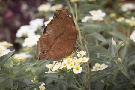 Close up to Butterfly on flower.の写真素材