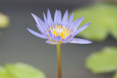 Close-up to Lotus flower and Lotus flower plants.の写真素材