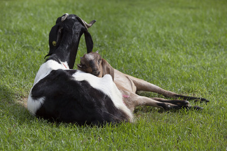 Goat in the paddock farm.の写真素材