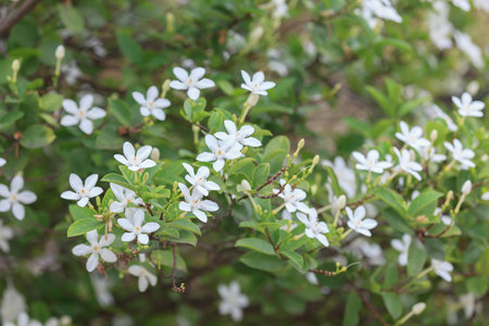 Close-up to White flower in garden.の写真素材