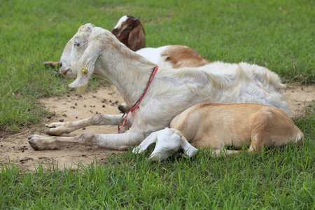 Goat in the paddock farm.の写真素材