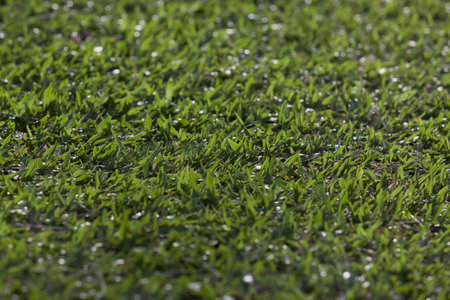 Green grass field. - (Depth of field)の写真素材