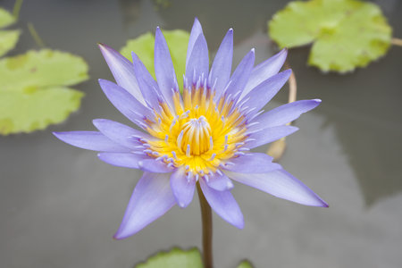 Close-up to Lotus flower and Lotus flower plants.の写真素材