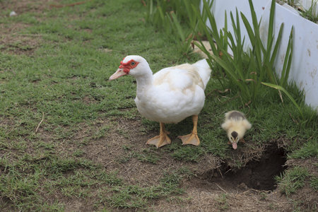 Ducks walking on field.の写真素材