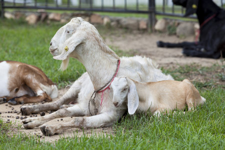 Goat in the paddock farm.の写真素材