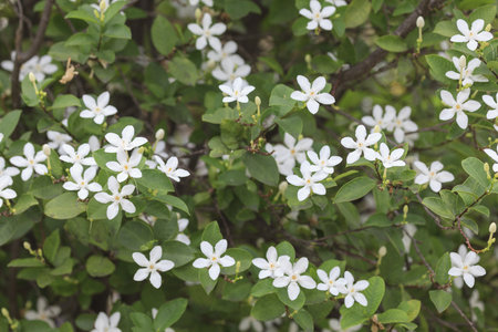 Close-up to White flower in garden.の写真素材
