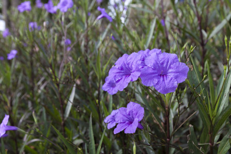Purple Balloon Flower in garden.の写真素材