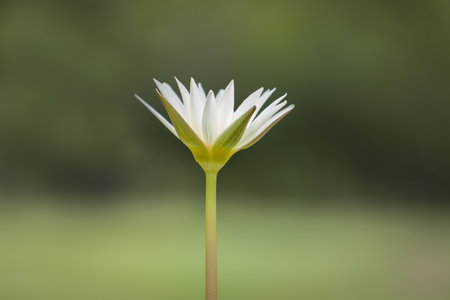 Close-up to Lotus flower and Lotus flower plants.の写真素材
