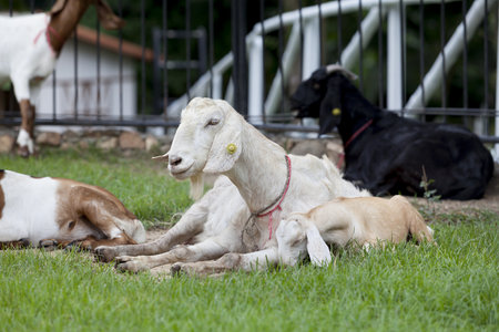Goat in the paddock farm.の写真素材