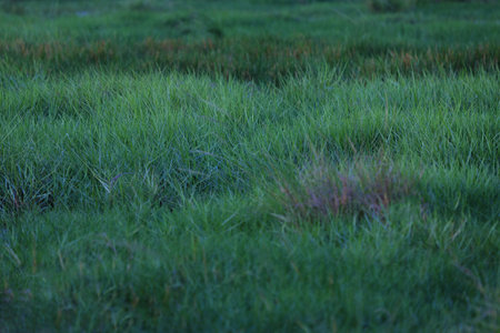 Depth of Grass field.の写真素材
