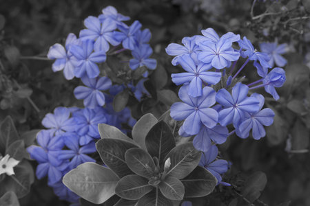 Close up to Plumbago flower in garden - (Color Splash)の写真素材