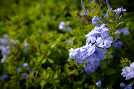 "Plumbago Auriculata" is widely known as Plumbago Capensis. Other common names: Cape Plumbago, Cape Leadwort, Leadworth flower and Blue Plumbago. Tropical, evergreen, flowering shrub.の写真素材