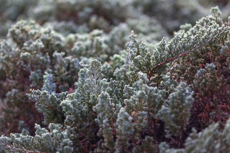 Fresh green juniperus tree background. - (Selective focus)