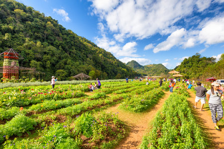 Chiang Mai, Thailand - December 10, 2015: Unidentified tourists are enjoying at a garden in Chiang Mai, THAILAND.のeditorial素材