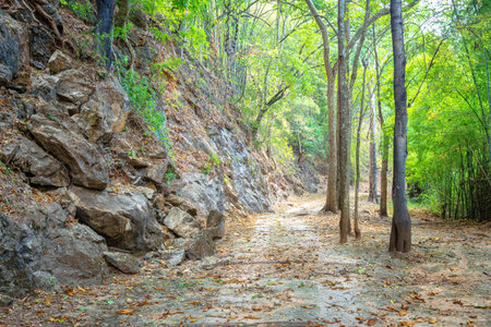 The way through pass the green forest.