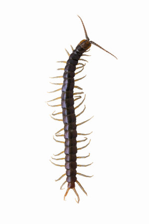 Centipede on isolated white background.の写真素材