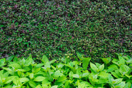 Green leaves wall background texture.の写真素材