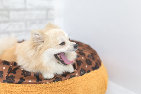 Pomeranian puppy dog yawning on a bed.の写真素材