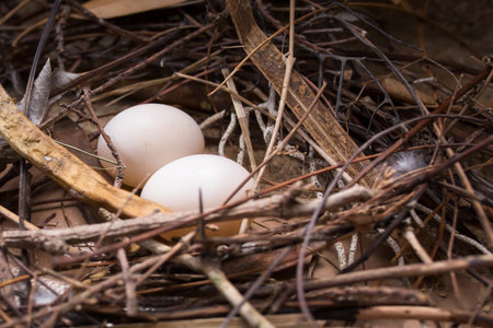 Nest of bird with four eggs.の写真素材