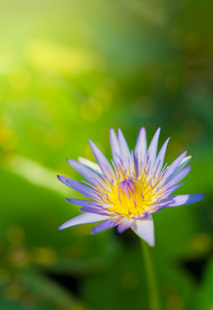 Selective focus on a single purple and yellow lotus flower with green background. の写真素材