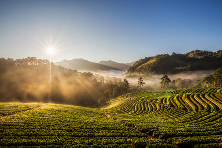 Strawberry plantation garden view in the misty morning at Doi Ang Khang, Chiang Mai, Thailand.の写真素材