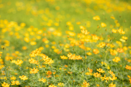 Beautiful garden yellow Cosmos bipinnatus flower (garden cosmos).の写真素材