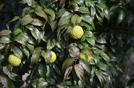 Bois d Arc Tree