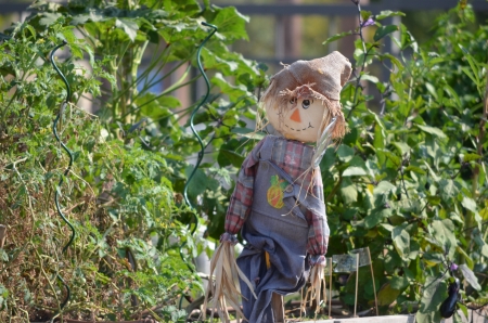 A scarecrow in a summer gardenの写真素材