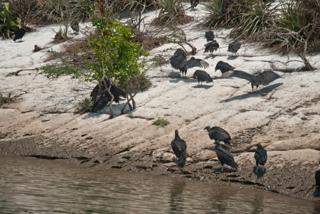 blacks buzzards  urubu  canyon Sumidero, Chiapas, Mexicoの写真素材