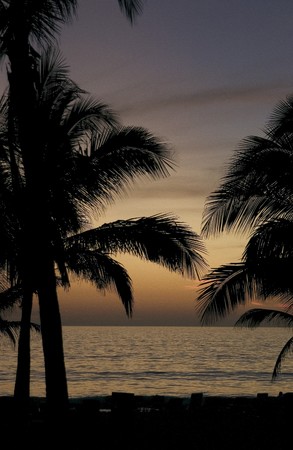 palm trees and sunset in Mexicoの写真素材