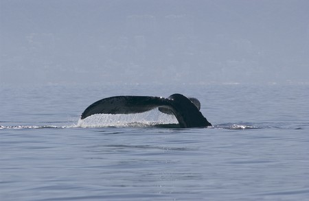 Humpback whale in Mexicoの写真素材
